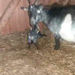 Farm stay Appartmenthof Aigengut *