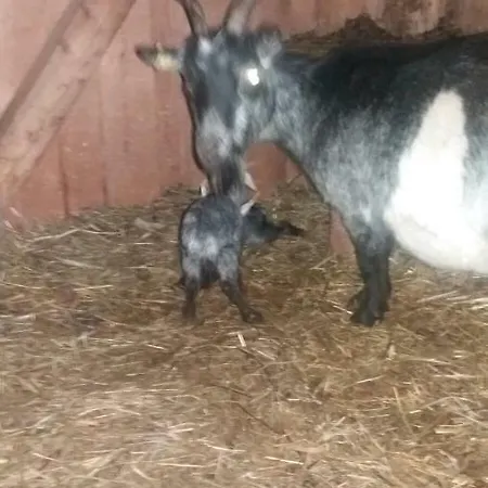 Farmház Appartmenthof Aigengut *