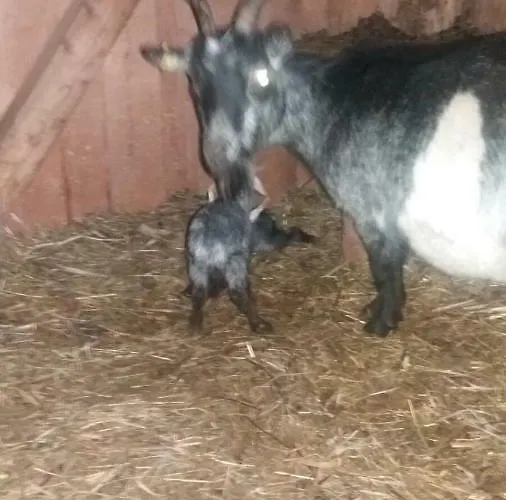 Farmház Appartmenthof Aigengut *